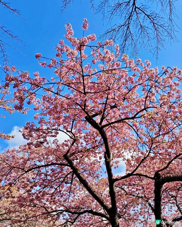 『日本』2月可以賞櫻！粉紅花海🌸🗻｜西平畑公園