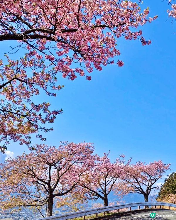 『日本』2月可以賞櫻！粉紅花海🌸🗻｜西平畑公園