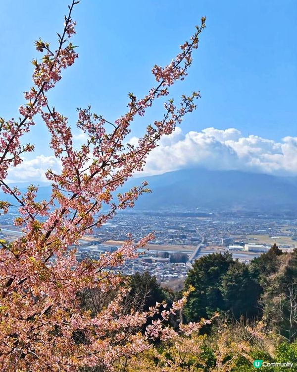 『日本』2月可以賞櫻！粉紅花海🌸🗻｜西平畑公園