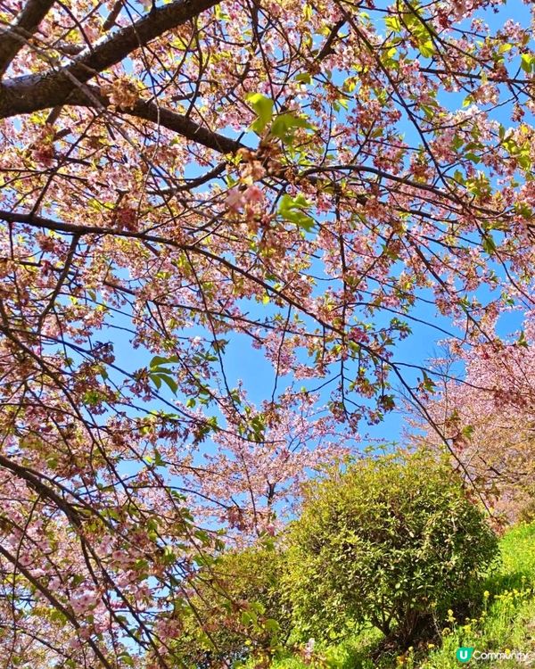 『日本』2月可以賞櫻！粉紅花海🌸🗻｜西平畑公園