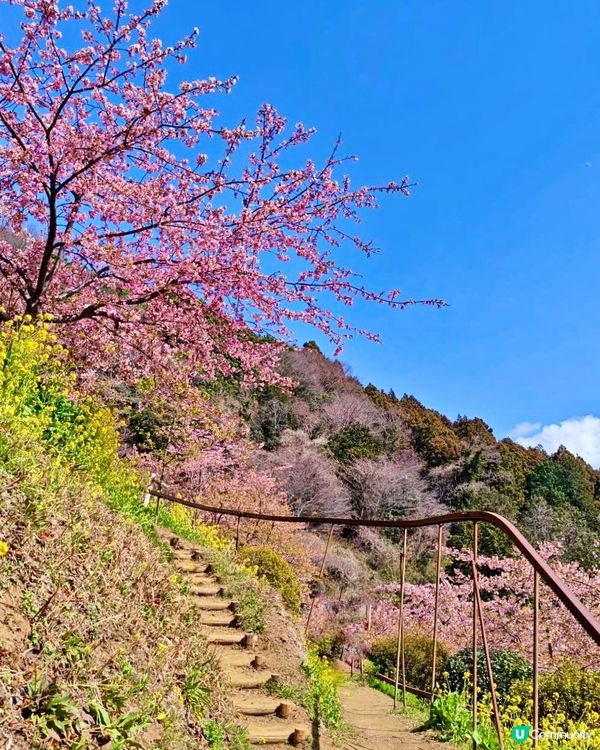 『日本』2月可以賞櫻！粉紅花海🌸🗻｜西平畑公園