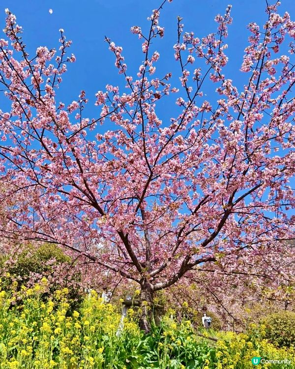 『日本』2月可以賞櫻！粉紅花海🌸🗻｜西平畑公園