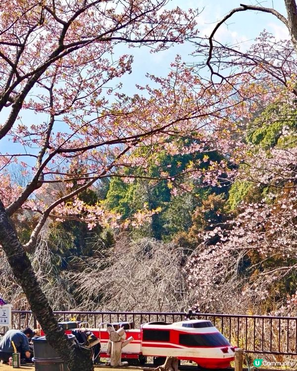 『日本』2月可以賞櫻！粉紅花海🌸🗻｜西平畑公園