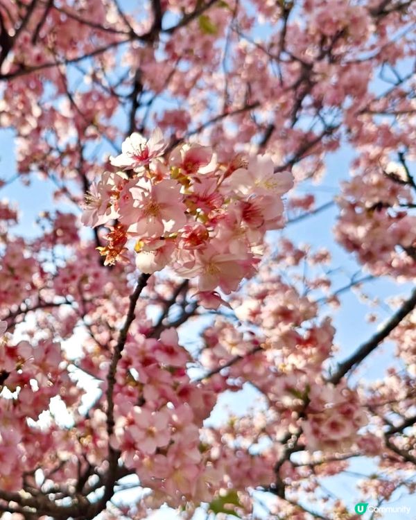 『日本』2月可以賞櫻！粉紅花海🌸🗻｜西平畑公園