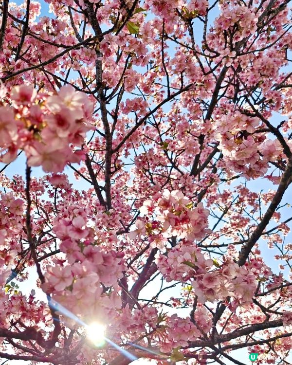 『日本』2月可以賞櫻！粉紅花海🌸🗻｜西平畑公園