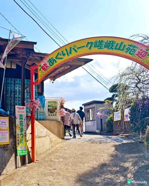 『日本』2月可以賞櫻！粉紅花海🌸🗻｜西平畑公園