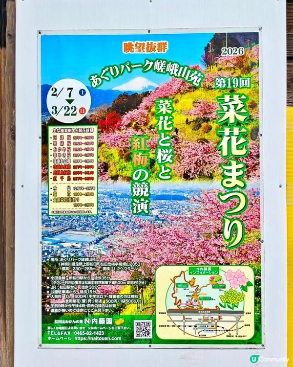『日本』2月可以賞櫻！粉紅花海🌸🗻｜西平畑公園