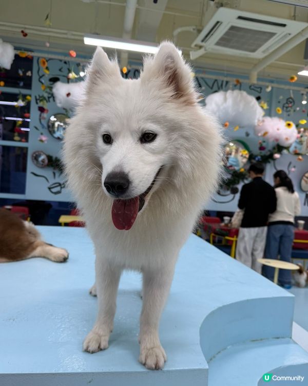 小朋友深圳放電的好地方🐶☕️