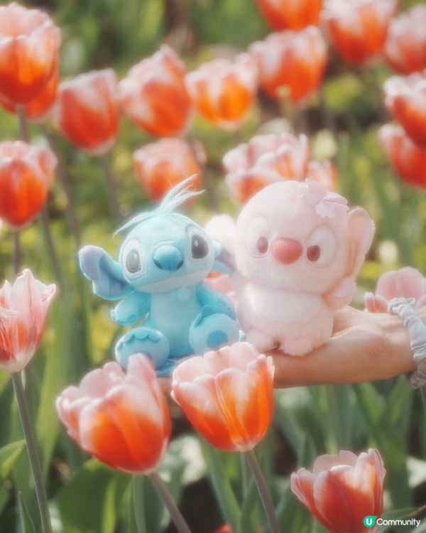 期間限定💖超夢幻鬱金香花海🌷