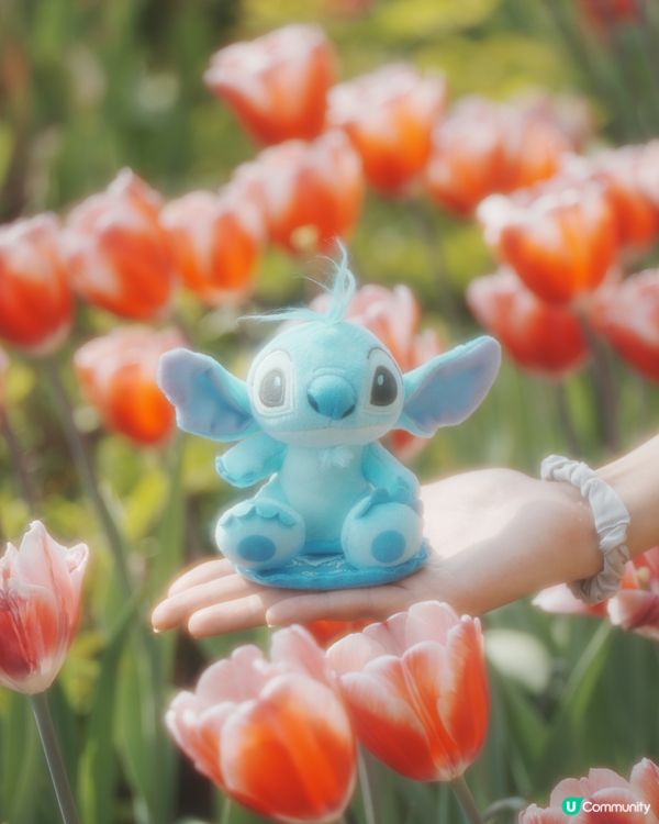 期間限定💖超夢幻鬱金香花海🌷