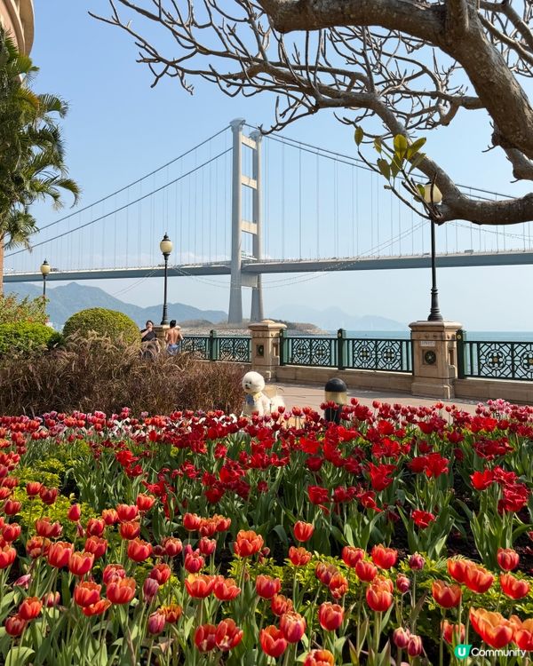 期間限定💖超夢幻鬱金香花海🌷