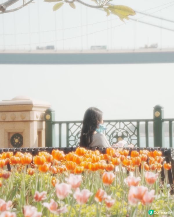 期間限定💖超夢幻鬱金香花海🌷