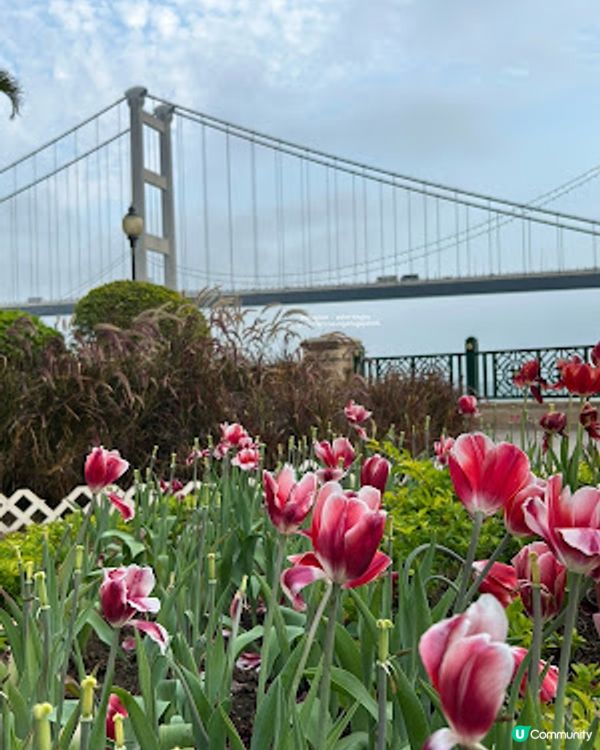 【香港四圍遊】馬灣 1868 半日遊 ♥ 打卡彩色藝術小屋 ♥ 壁畫 ♥ 鬱金香