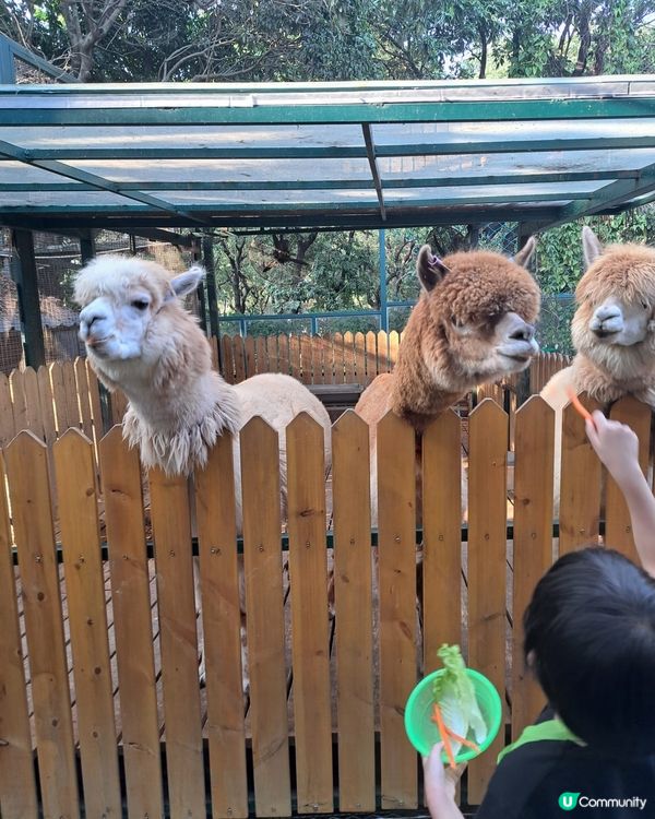 深圳世界之窗｜萌寵樂園打卡🦌🥕