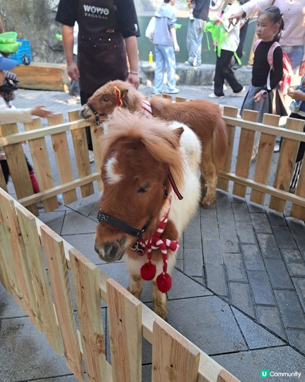 深圳世界之窗｜萌寵樂園打卡🦌🥕