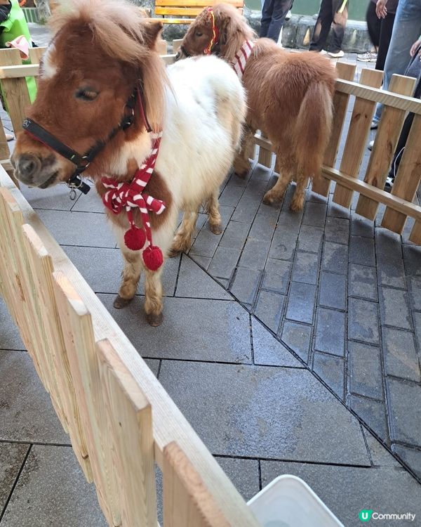 深圳世界之窗｜萌寵樂園打卡🦌🥕