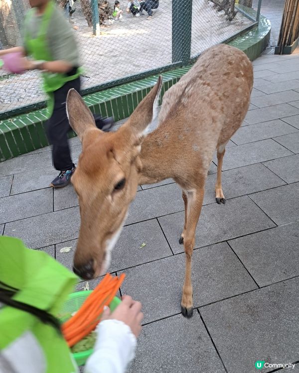 深圳世界之窗｜萌寵樂園打卡🦌🥕