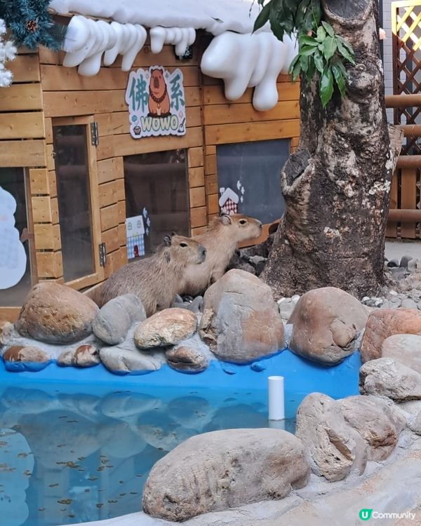 深圳世界之窗｜萌寵樂園打卡🦌🥕