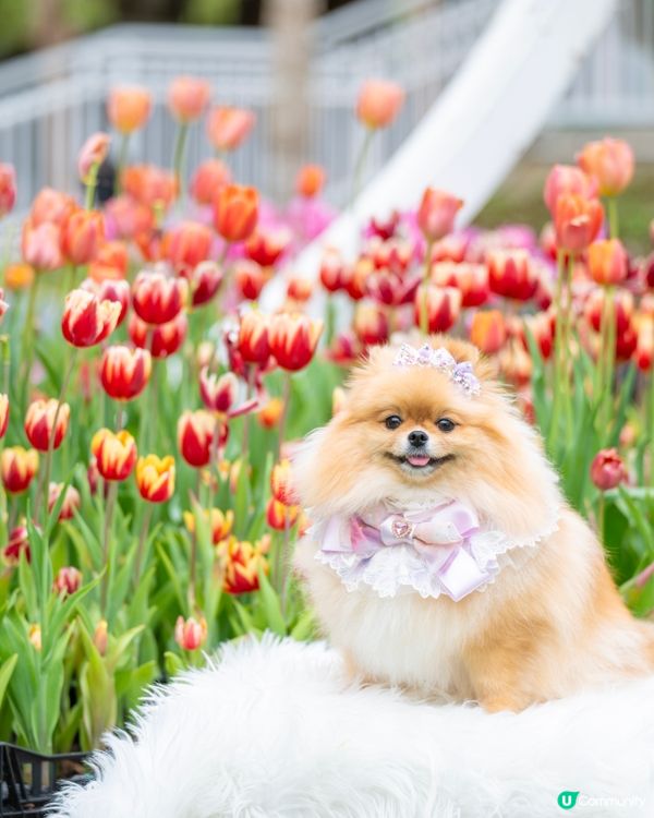 Lake House鬱金香打卡🌷🌸
