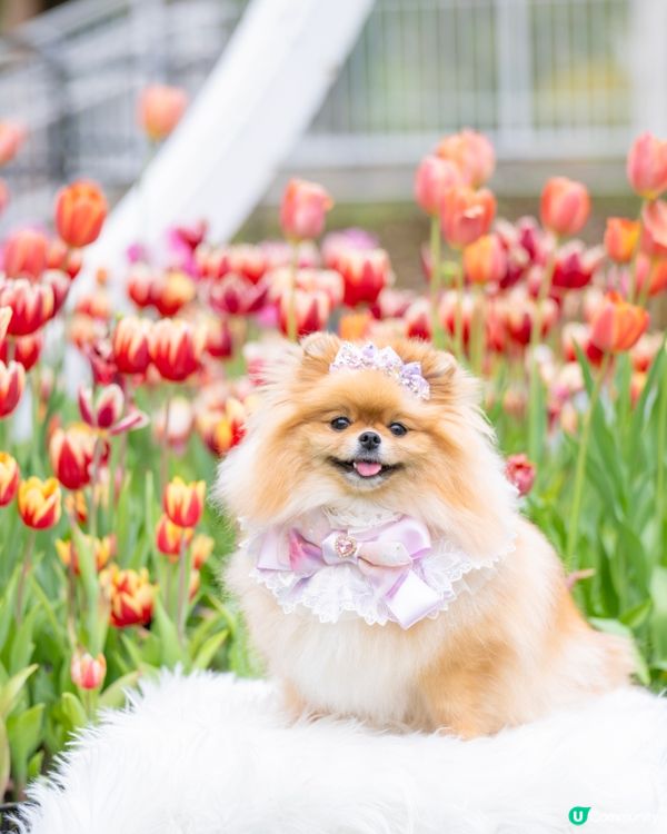 Lake House鬱金香打卡🌷🌸