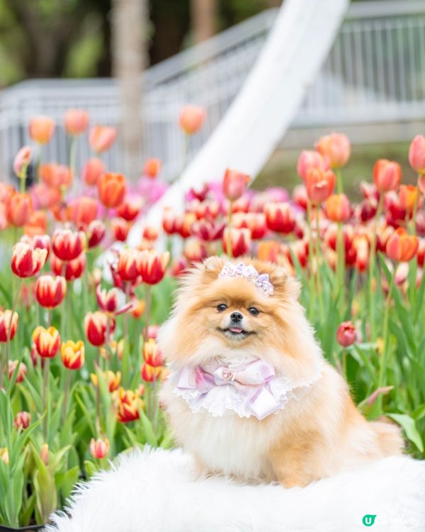 Lake House鬱金香打卡🌷🌸