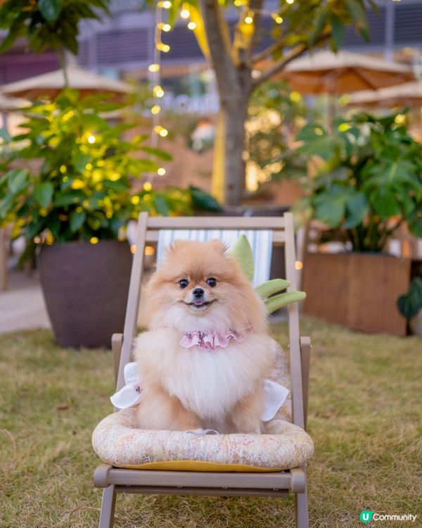 🌳花廚登陸啟德！森林感新店🌴🐈