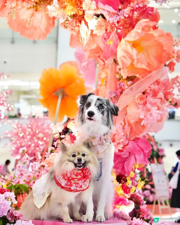 新春花花庭園佈置