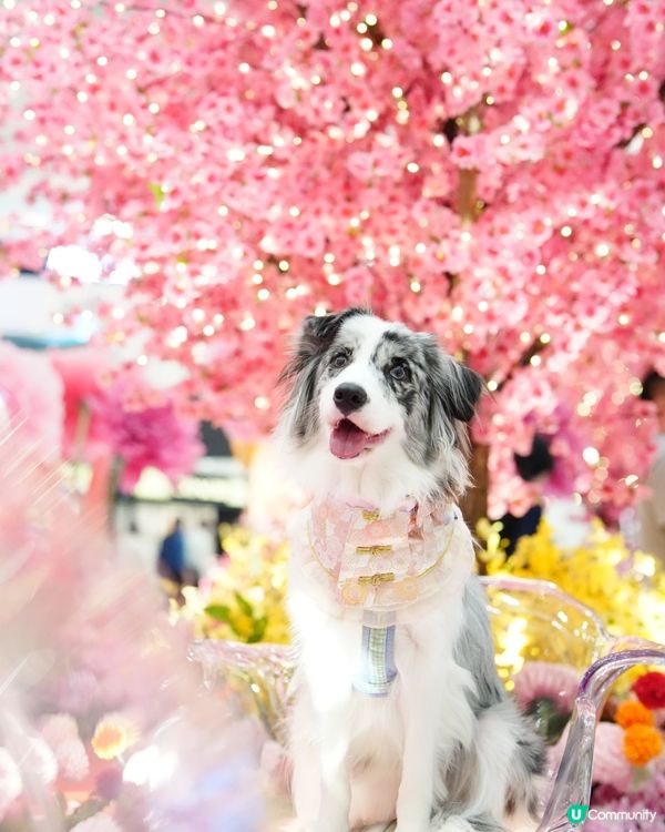 新春花花庭園佈置