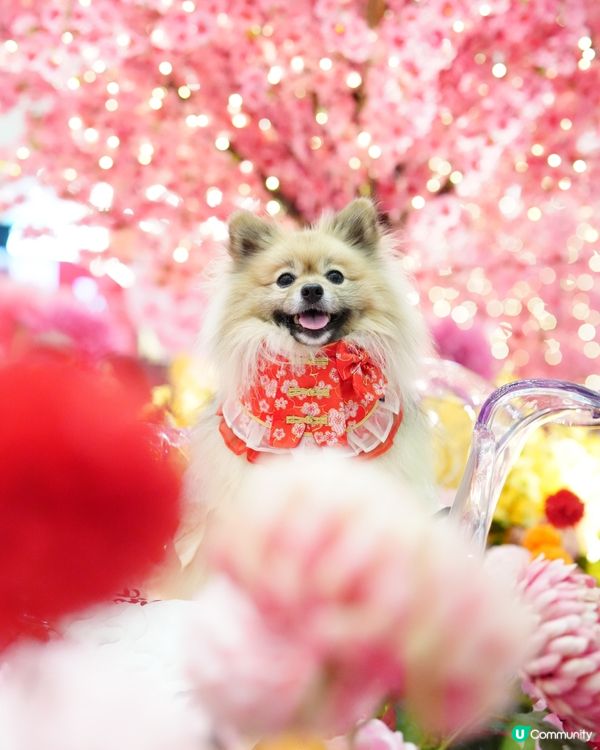 新春花花庭園佈置