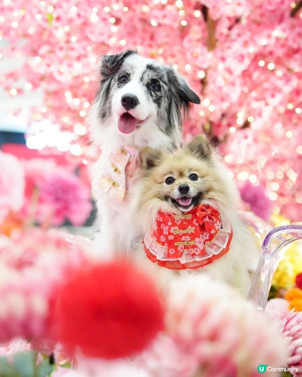 新春花花庭園佈置