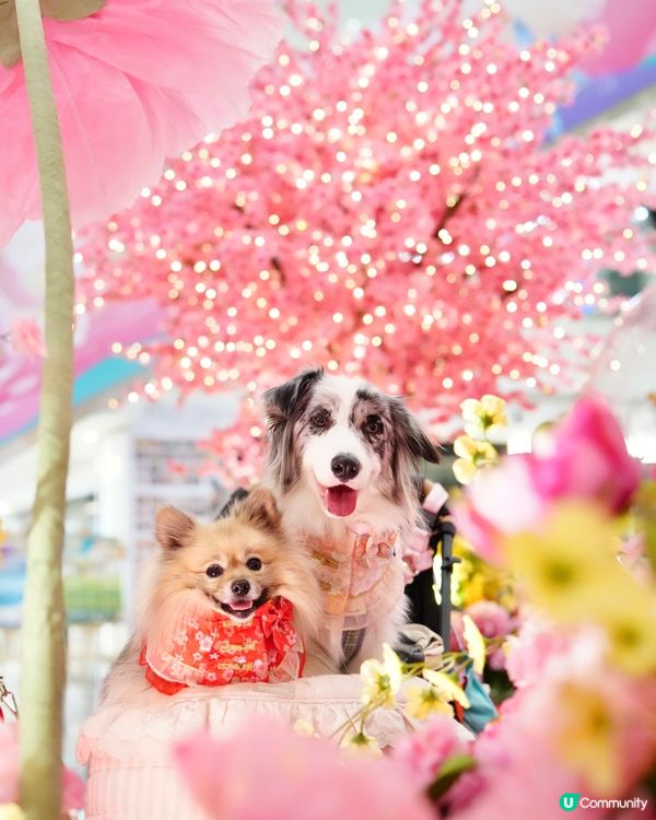 新春花花庭園佈置