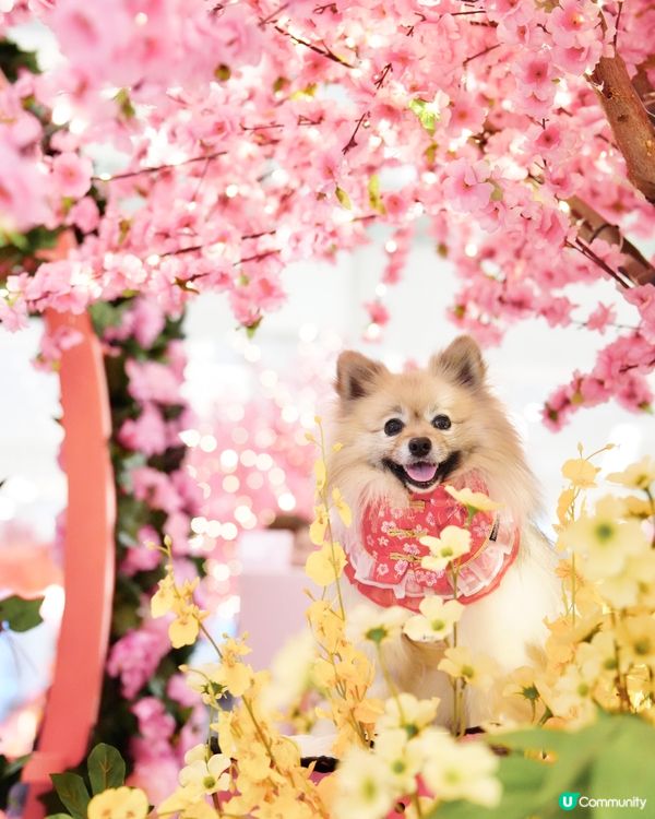 新春花花庭園佈置