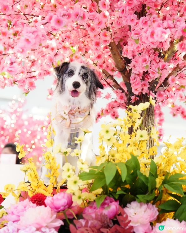 新春花花庭園佈置