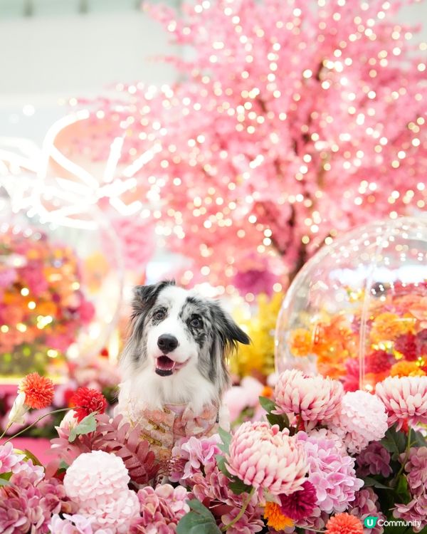 新春花花庭園佈置