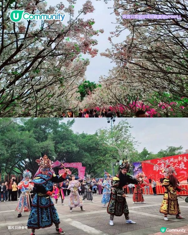 【深圳親子遊2026】深圳觀瀾湖2日1夜行程推介🌸櫻花節開幕/卡丁車/冰雪世界