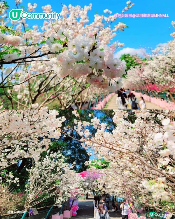 【深圳親子遊2026】深圳觀瀾湖2日1夜行程推介🌸櫻花節開幕/卡丁車/冰雪世界