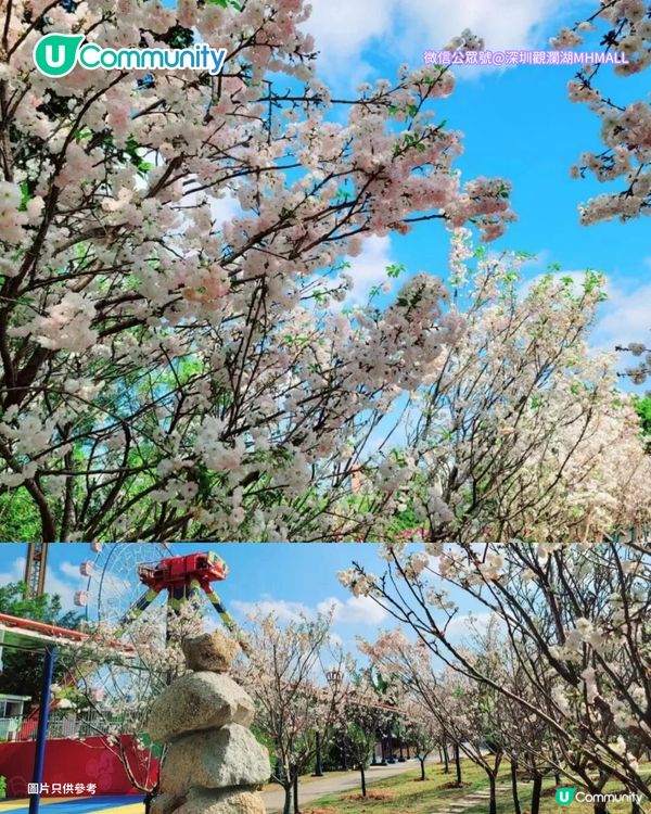 【深圳親子遊2026】深圳觀瀾湖2日1夜行程推介🌸櫻花節開幕/卡丁車/冰雪世界