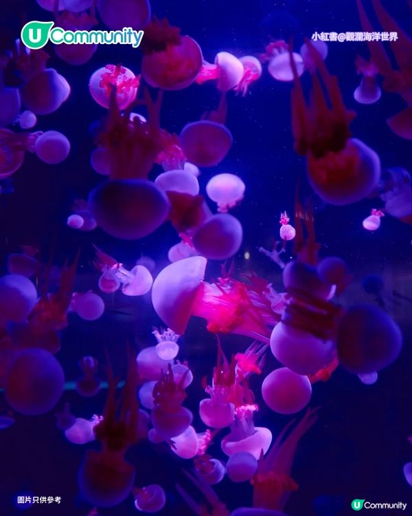 【深圳親子遊2026】深圳觀瀾湖2日1夜行程推介🌸櫻花節開幕/卡丁車/冰雪世界