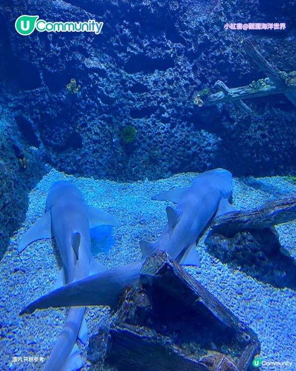 【深圳親子遊2026】深圳觀瀾湖2日1夜行程推介🌸櫻花節開幕/卡丁車/冰雪世界