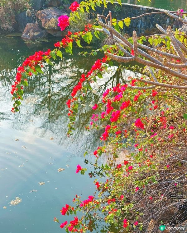 假期 Bye Bye 👋🏼 治癒湖景☕️