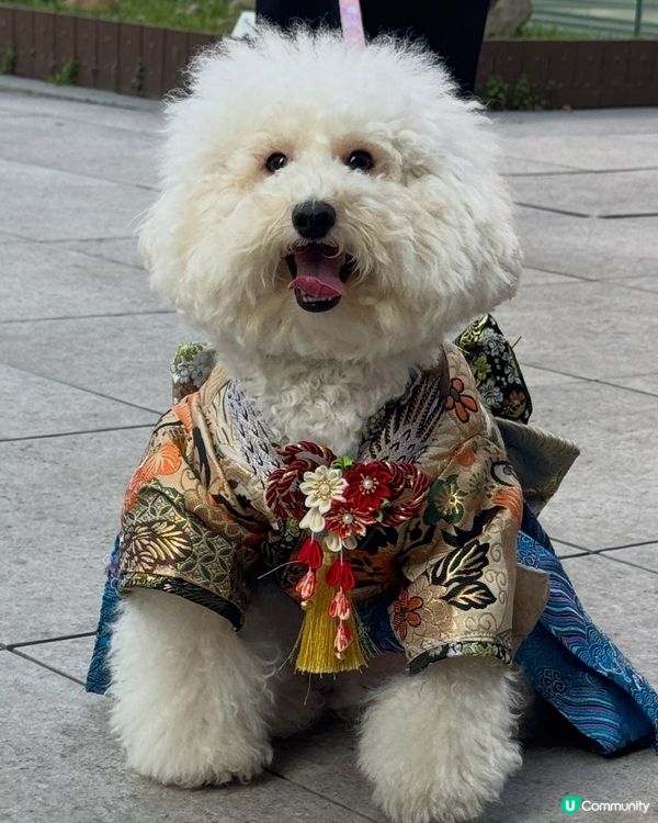 今年禾訂做左一件靚靚衫
