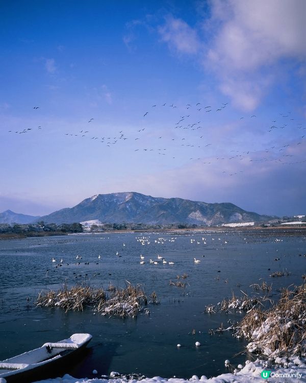 佐潟冬季賞鳥天堂🦢🕊️✨