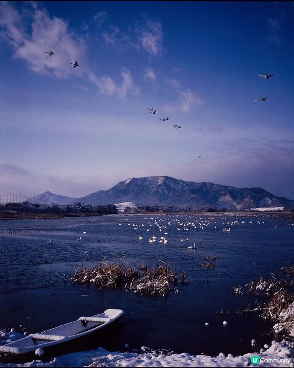 佐潟冬季賞鳥天堂🦢🕊️✨
