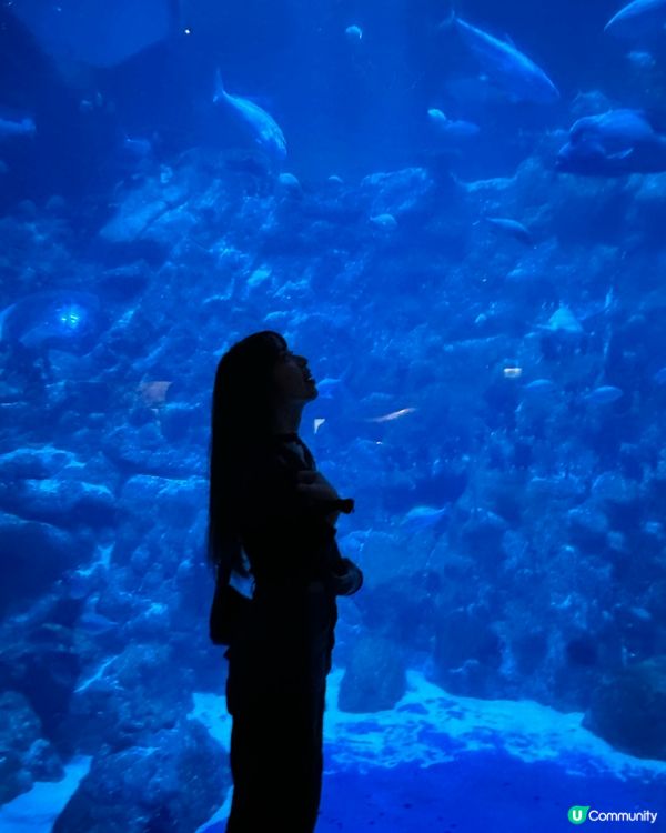 喺香港都影到沖繩水族館嘅氛圍感🐟🐠久違嘅海洋公園一日遊！