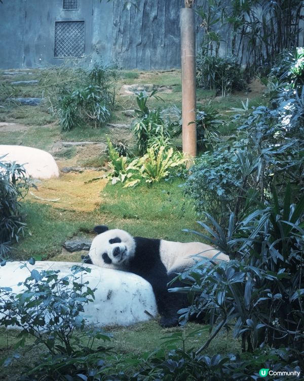 喺香港都影到沖繩水族館嘅氛圍感🐟🐠久違嘅海洋公園一日遊！