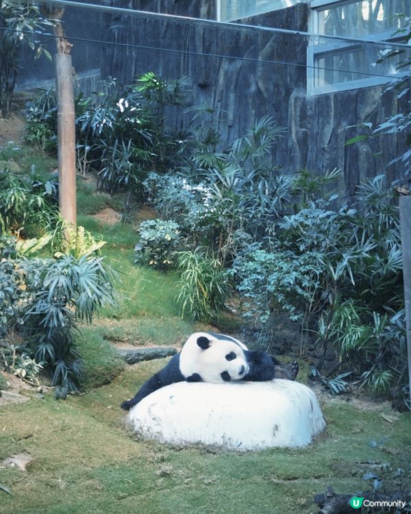 喺香港都影到沖繩水族館嘅氛圍感🐟🐠久違嘅海洋公園一日遊！