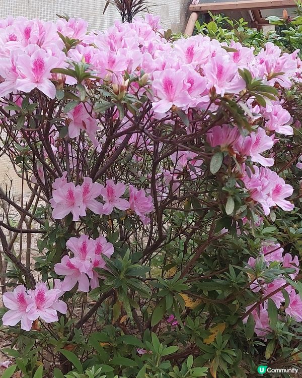 花季到了