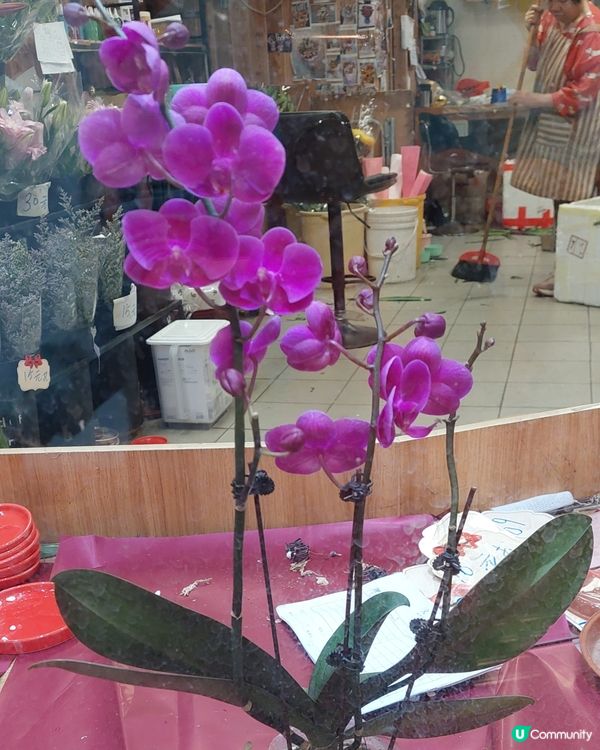 花季到了