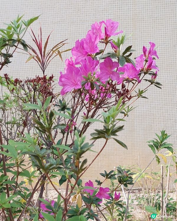 花季到了