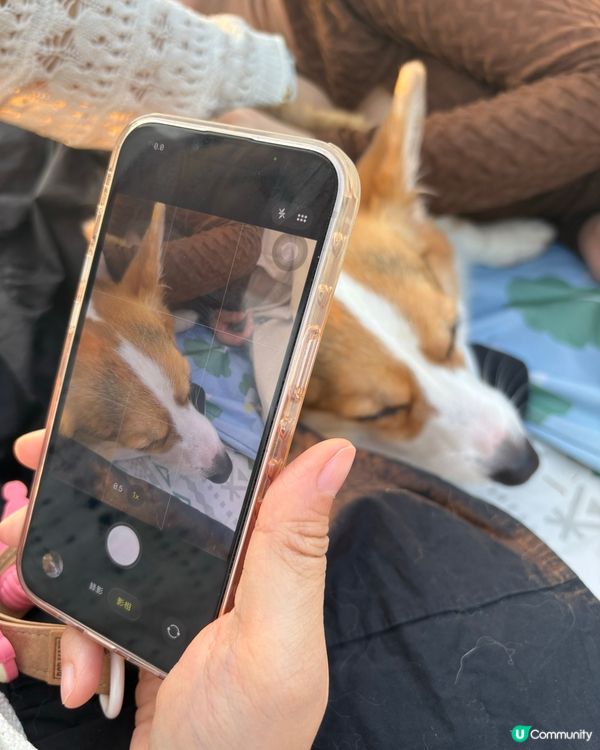 寵物好去處🐶西九文化區野餐